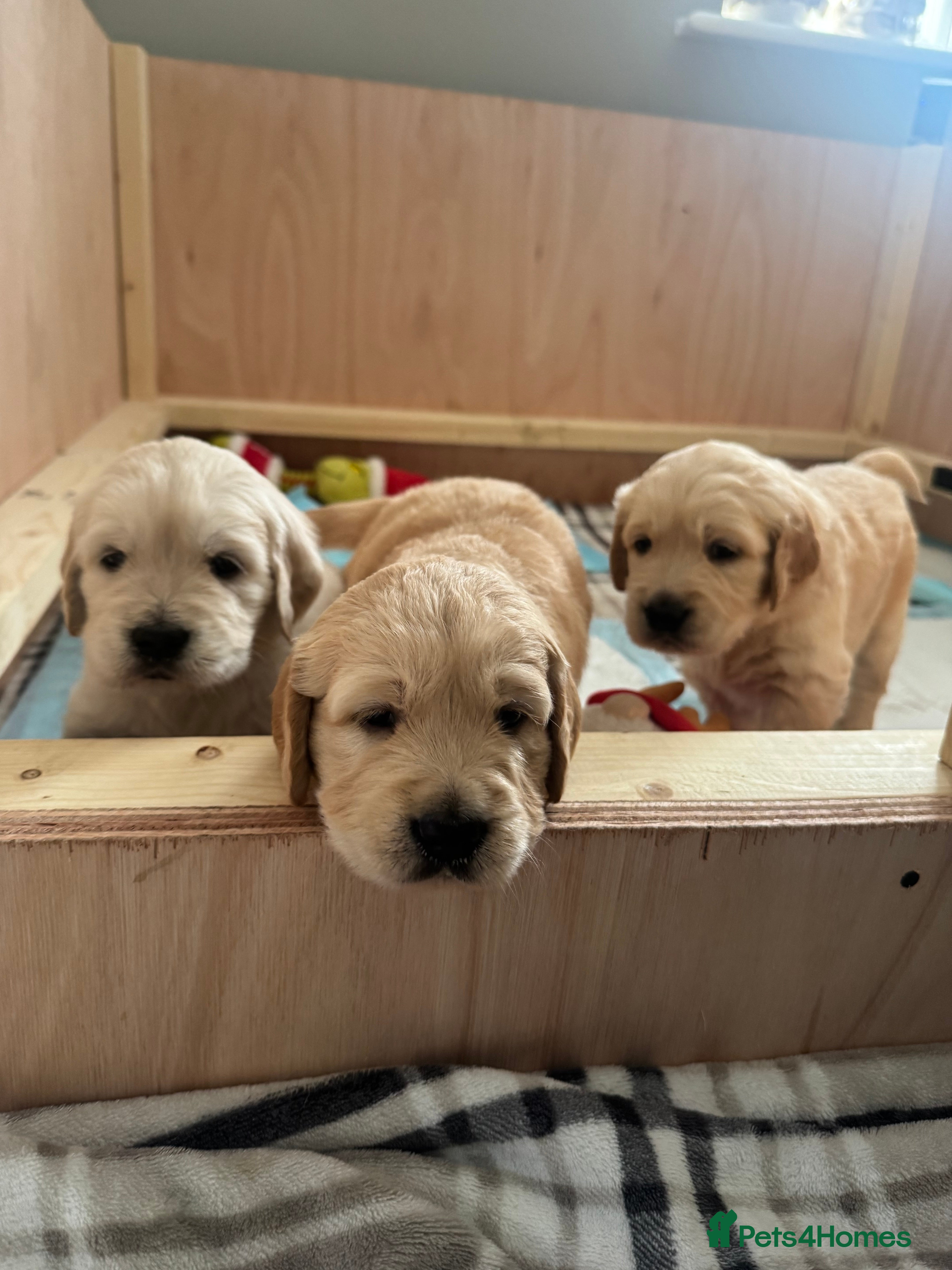 Golden Retriever dogs Beautiful KC registered Golden Retriever puppies - Advert 1