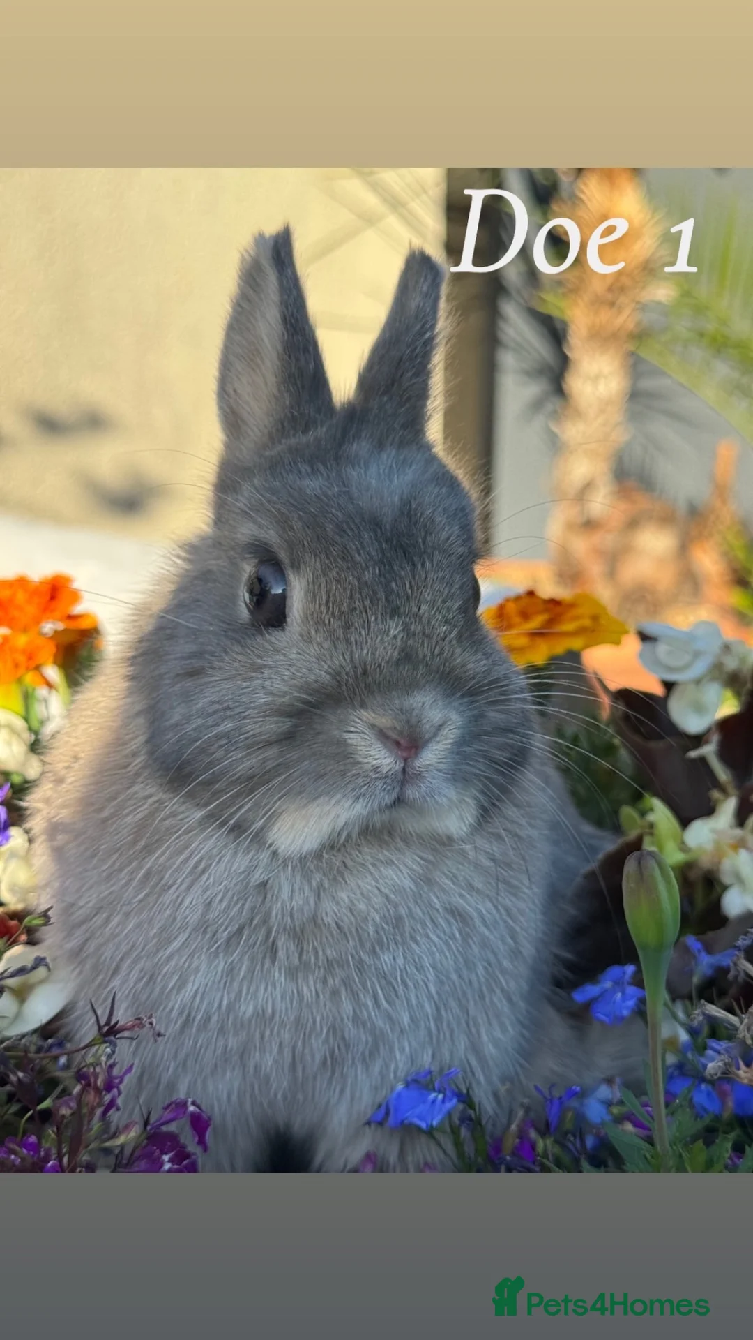 Netherland Dwarf rabbits for sale: Netherland dwarf bunny rabbits - Advert 1