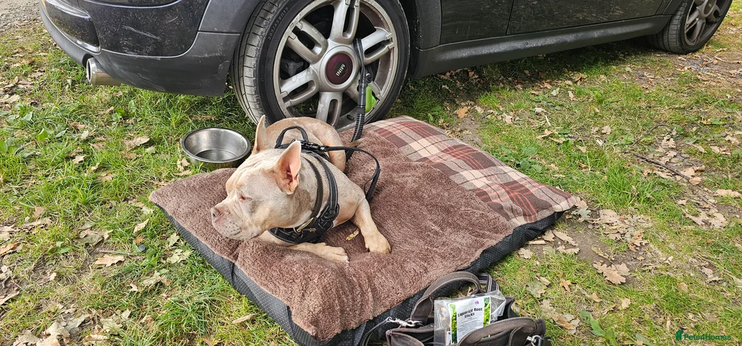 American Bully dogs for sale: Marley - Pocket Bully - Advert 2