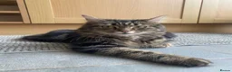 Mixed Breed cats for sale: Adorable kittens ready for a new home ❤️ - Advert 14