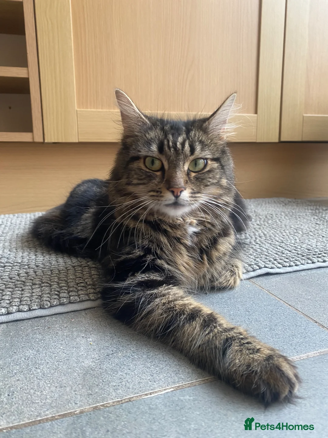 Mixed Breed cats for sale: Adorable kittens ready for a new home ❤️ - Advert 14