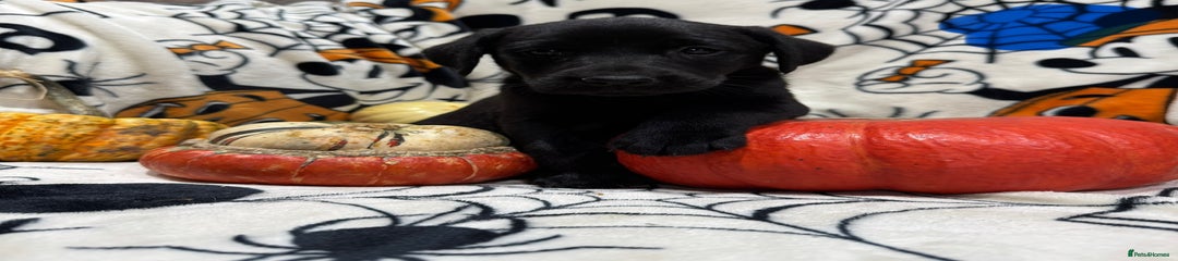 Labrador Retriever Puppy 1