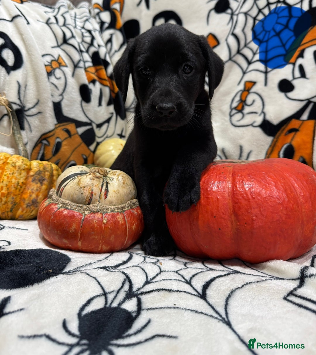 Labrador Retriever dogs for sale: Labrador pups - Image 17