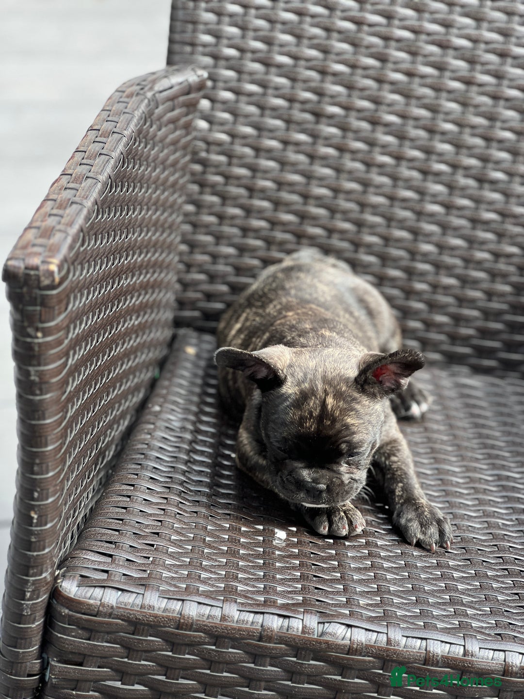 French Bulldog dogs for sale: 4 cute puppies looking for new loving homes - Image 8