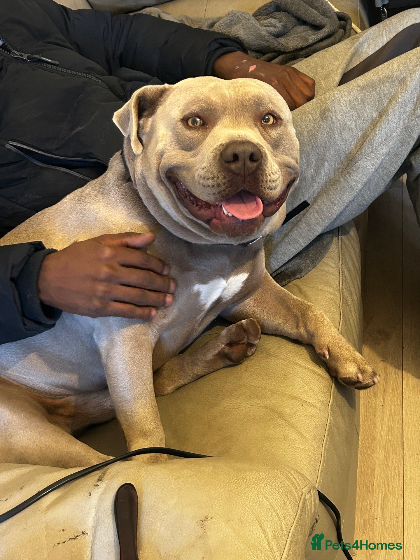 American Bully dogs Zeus pocket bully - 2 years old  - Advert 1