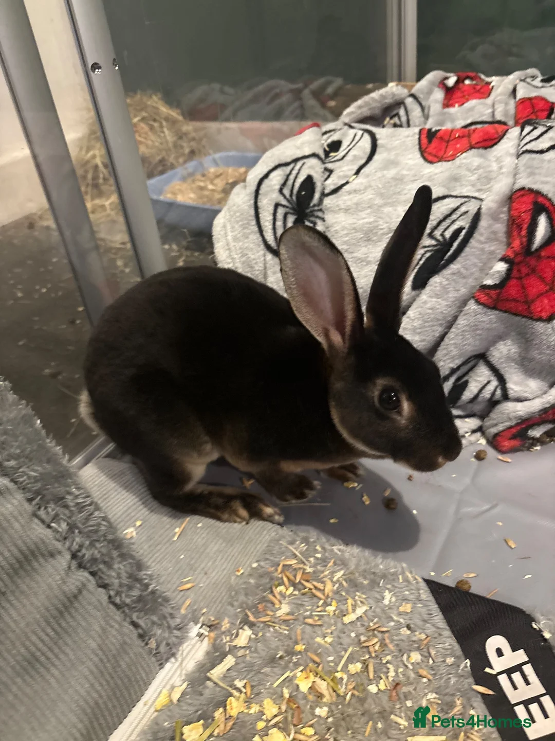 Rex rabbits for sale: Black otter Rex rabbit in Ashford - Advert 1