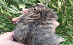 Mixed Breed cats for sale: 3/4 Bengal Kittens  - Image 10