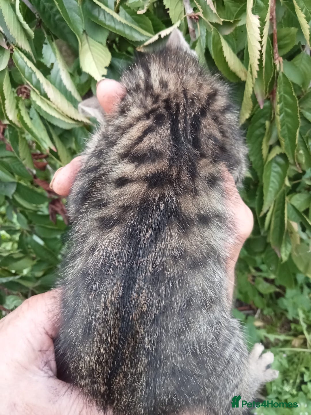 Mixed Breed cats for sale: 3/4 Bengal Kittens  - Image 10