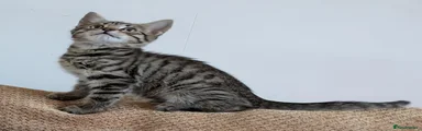 Bengal 3