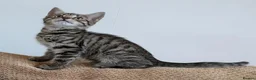 Bengal cats for sale: Playful and Friendly Bengal kittens - Advert 23