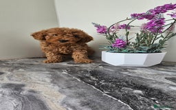 Toy Poodle dogs for sale: Beautiful Red Toy Poodle Puppies - Image 1