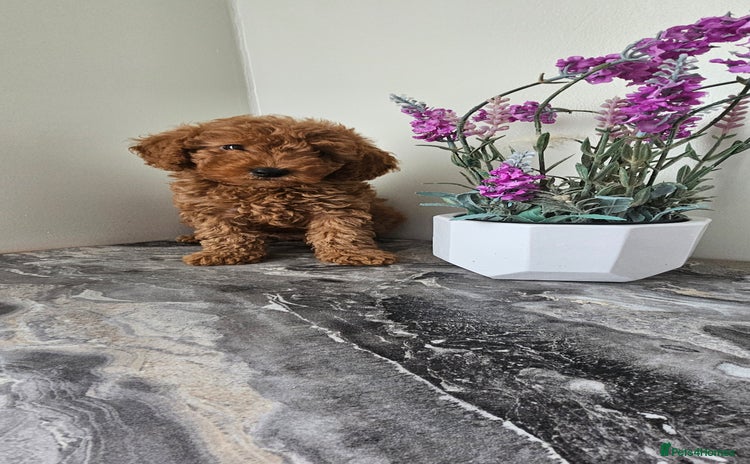 Toy Poodle dogs - Advert 6