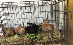 English Spot rabbits for sale: English Rabbits for sale  - Image 2
