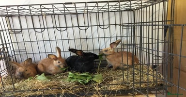 English Spot rabbits - Advert 2