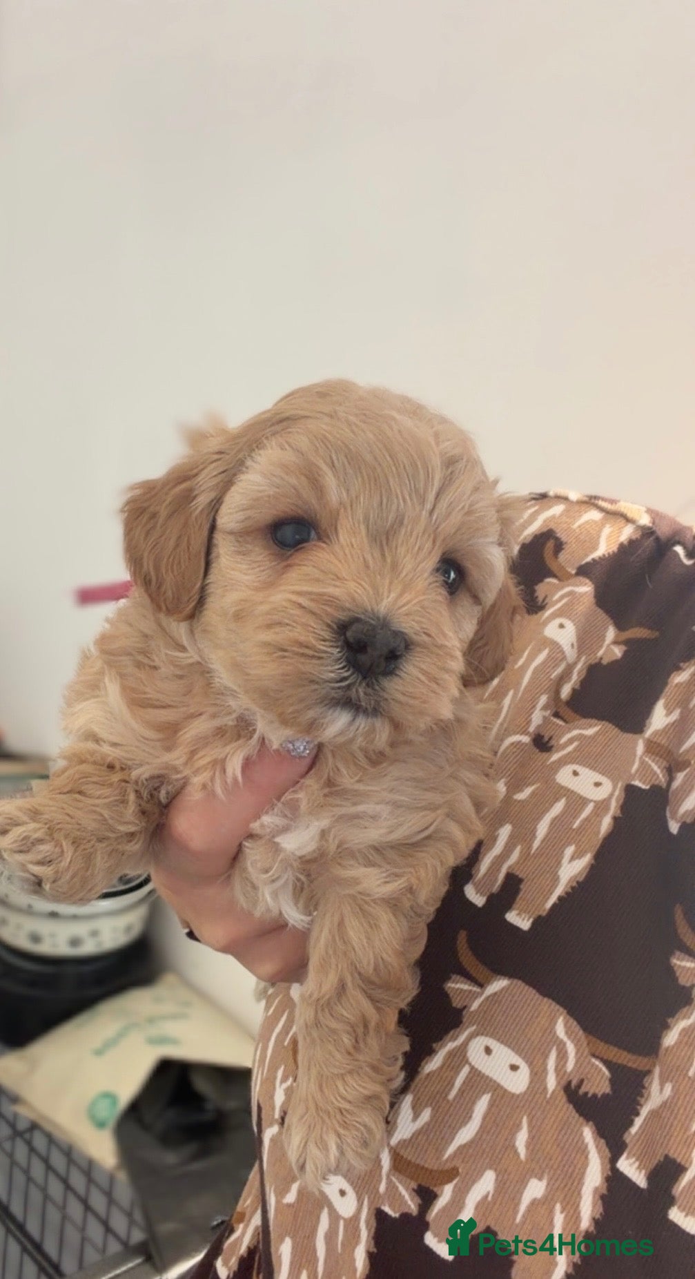 Maltipoo dogs 🩷Tiny Maltipoo,KC dna health clear parents 🥰 - Advert 2