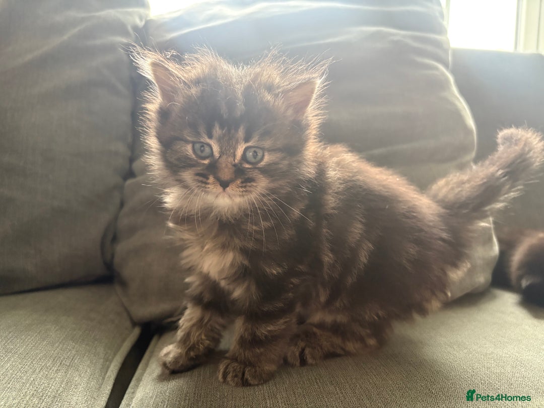 British Shorthair cats for sale: 2 beautiful kittens left  - Image 1