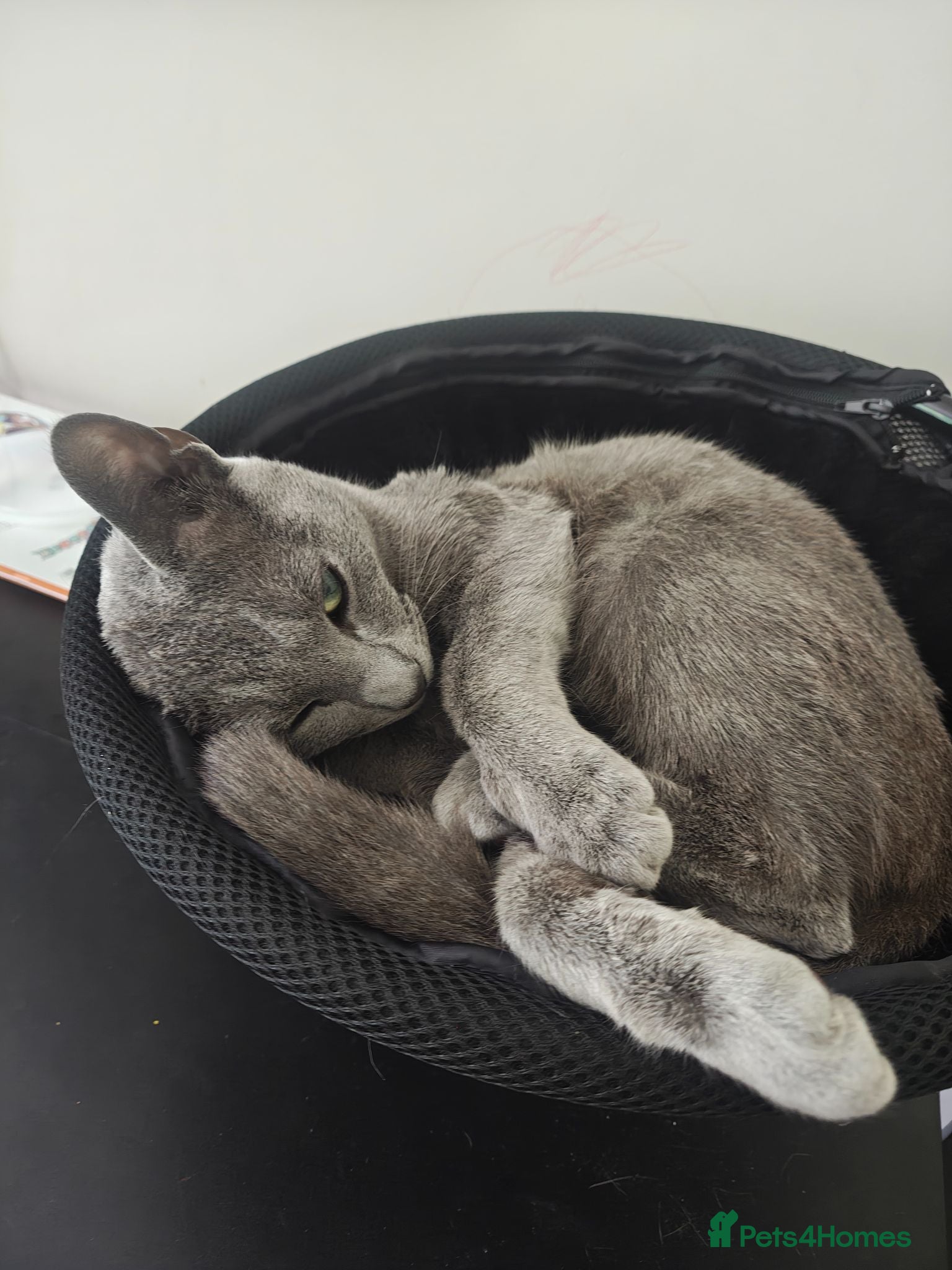 Russian Blue cats Russian blue - Advert 3