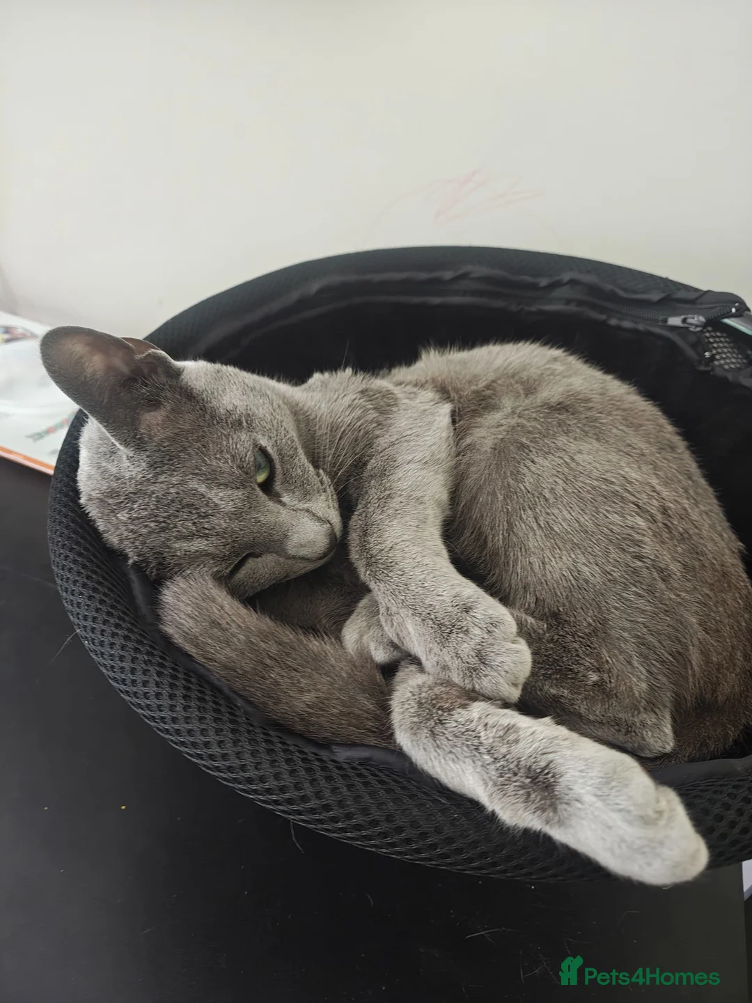 Russian Blue cats for sale: Russian blue - Advert 1