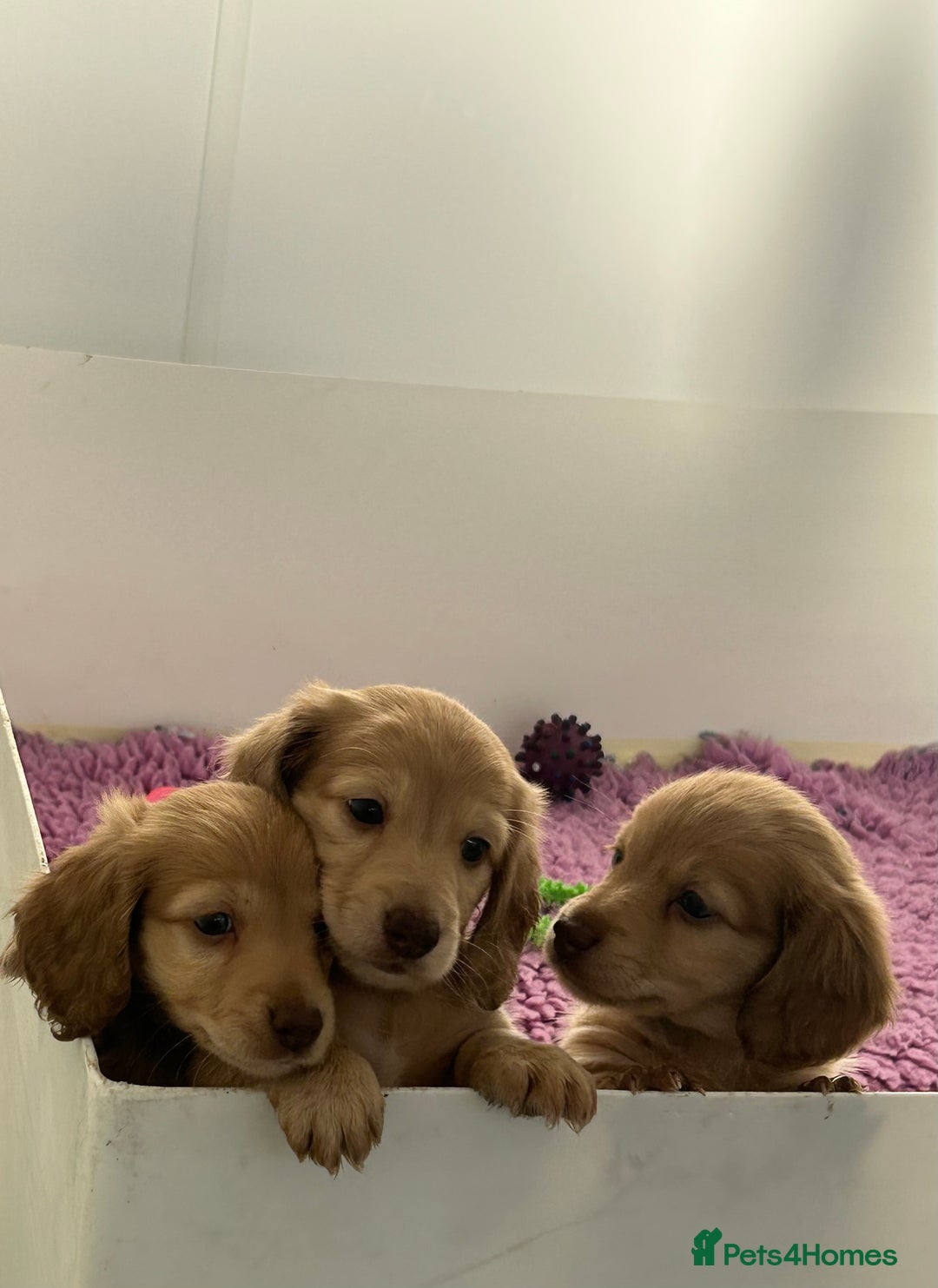 Miniature Dachshund dogs for sale: Miniature long hair English cream dachshunds  - Advert 2