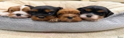 Cavalier King Charles Spaniel dogs for sale: 🌟 KC Cavalier King Charles Spaniel Puppies in Llandeilo - Advert 4