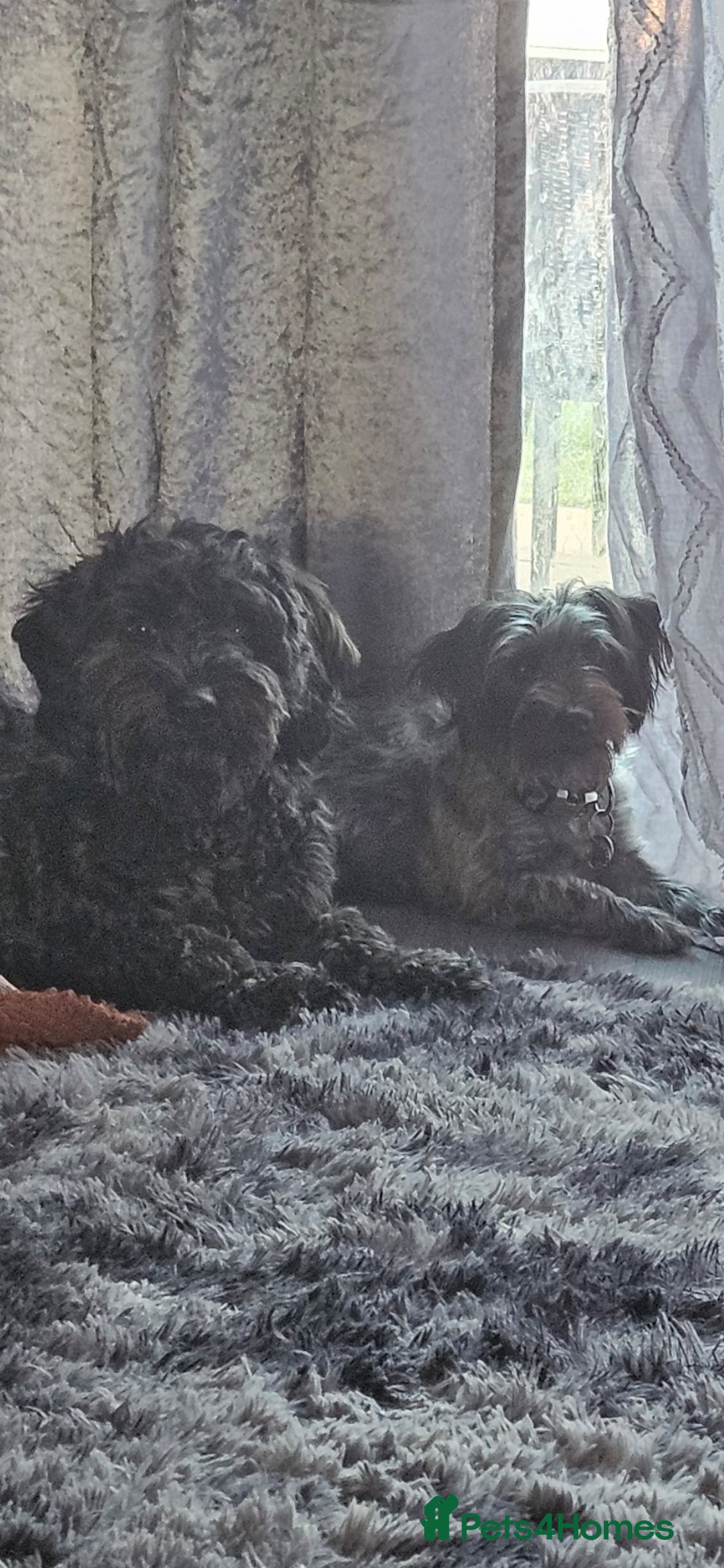 Mixed Breed dogs for sale: Toy Yorkipoo  - Image 11