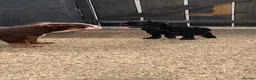 Pug dogs for sale: Pug solid black kc registered  - Advert 6