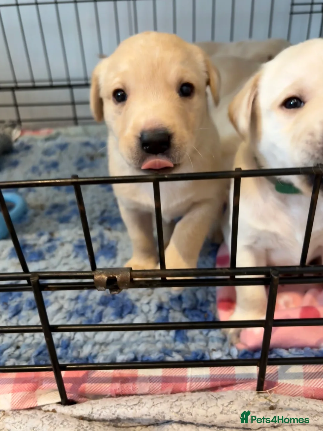 Labrador Retriever dogs for sale: Labrador Retriever Puppies 🐶  - Advert 10
