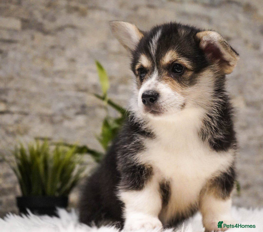 Welsh Corgi Pembroke dogs for sale: Welsh Corgi (Pembroke) - Advert 26
