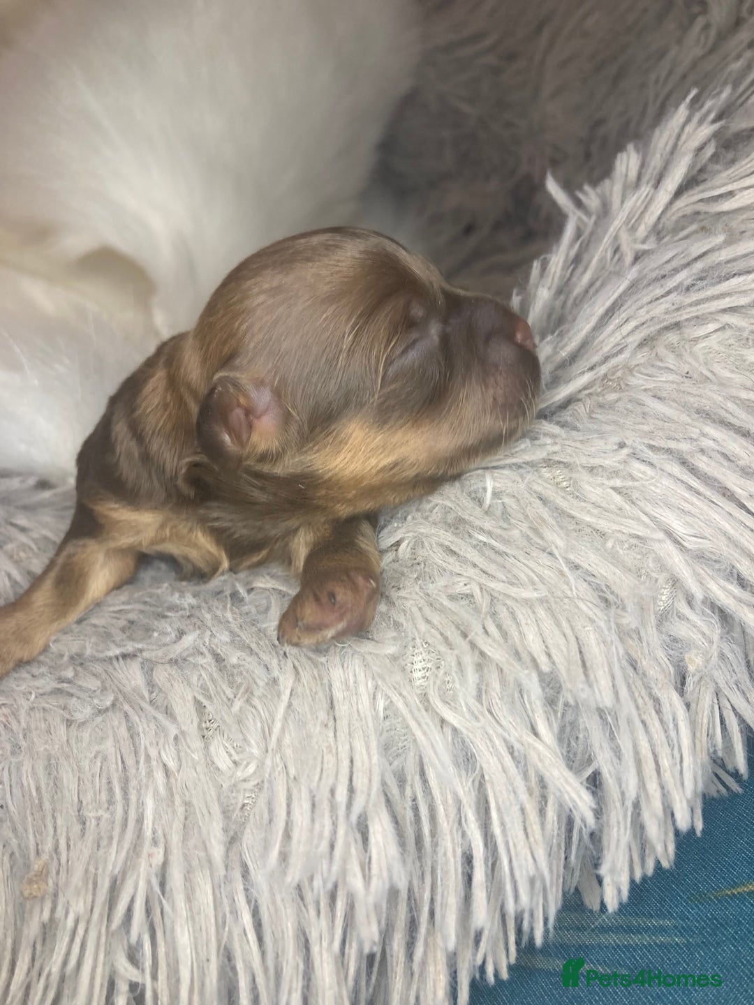Shihpoo dogs for sale: Read the advert 5 star rated Toy shihpoo puppies - Image 13