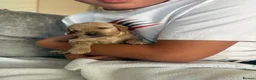 Cavapoo dogs for sale: 5 Beautiful f1Bb Cavapoo puppies 2 male 3 female  - Advert 26