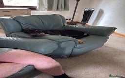 Bloodhound dogs for sale: 2 bonded hounds  - Image 4