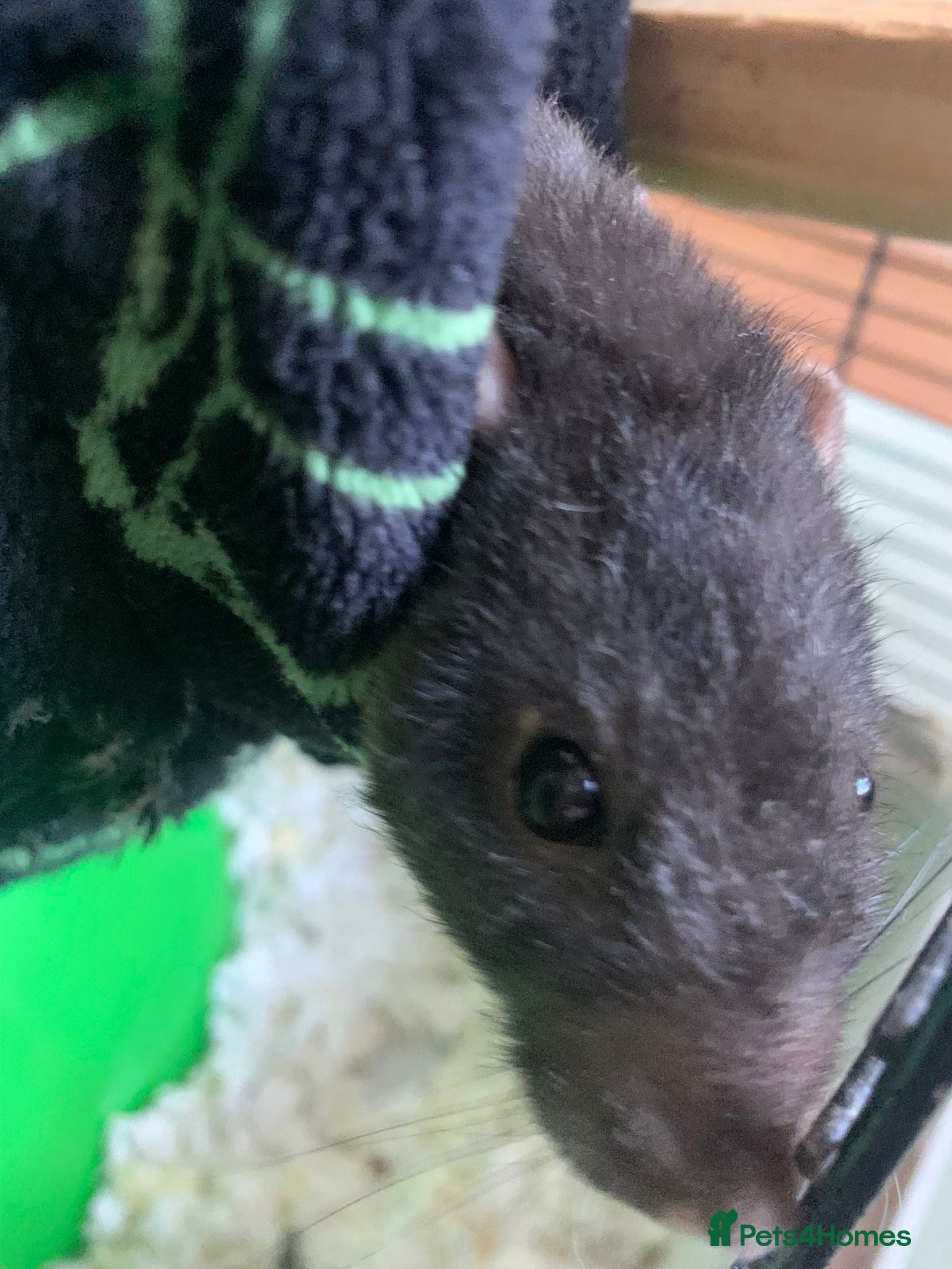 Rat rodents Dustin and Eddie are looking for a new home. - Advert 18