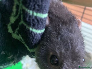 Rat rodents Dustin and Eddie are looking for a new home. - Advert 2