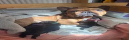 French Bulldog dogs for sale: READY NOW! Beautiful Brindle Frenchie Puppies - Advert 13