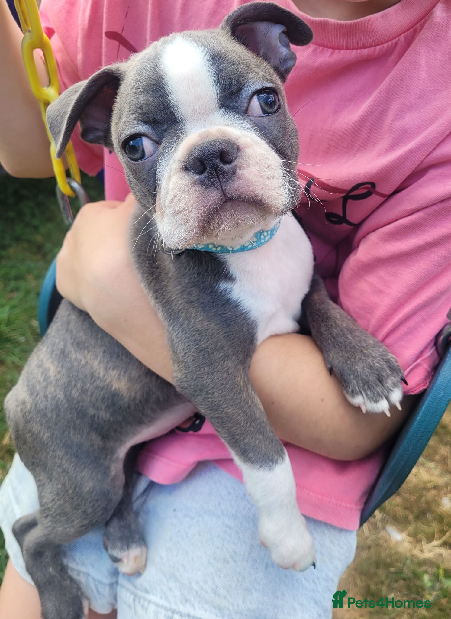 Boston Terrier dogs 1 x Beautiful Blue Brindle Boy remaining - Advert 11
