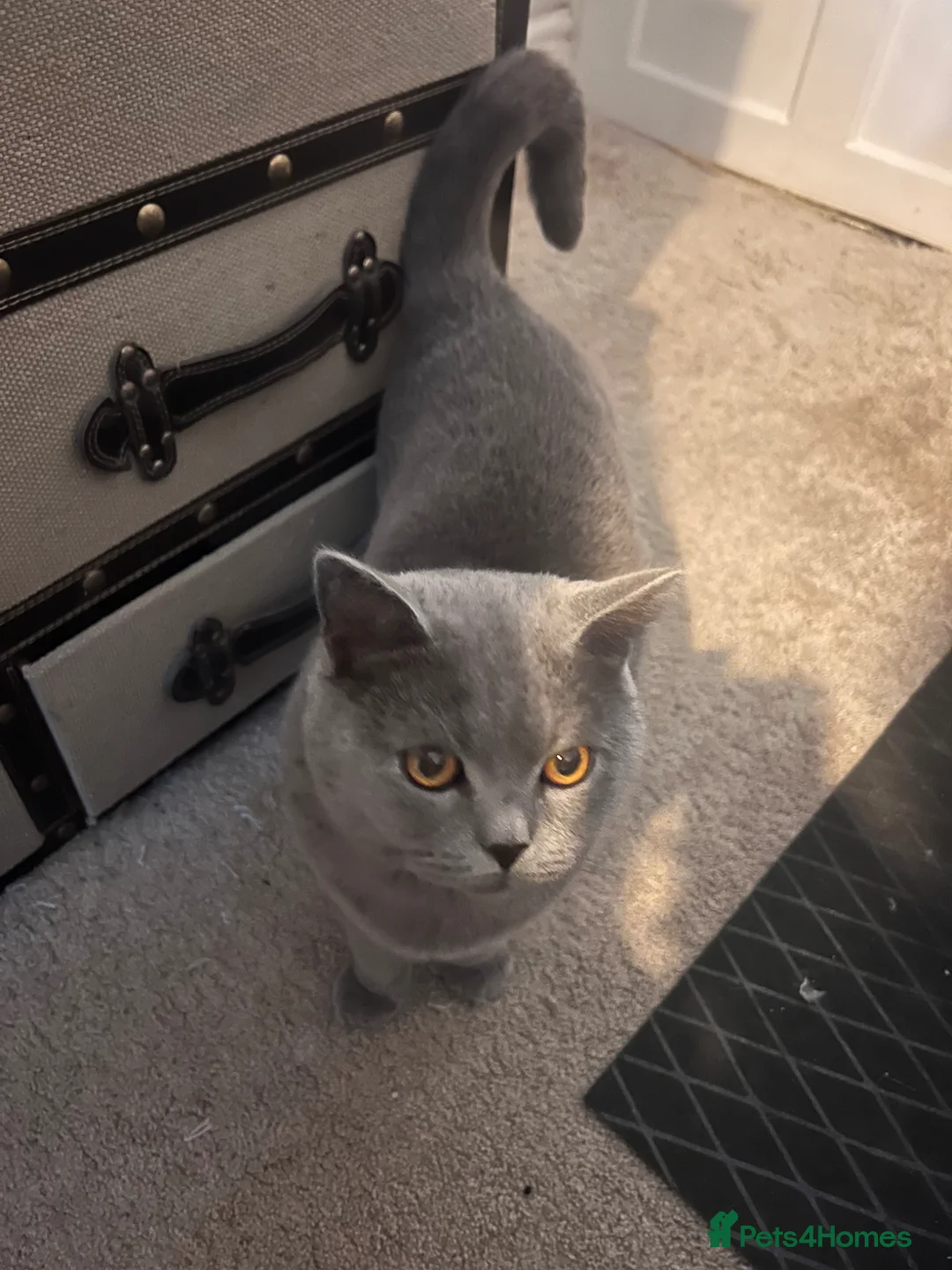 British Shorthair cats for sale: Friendly Indoor Cat Looking for a Loving New Home in Bristol - Advert 2