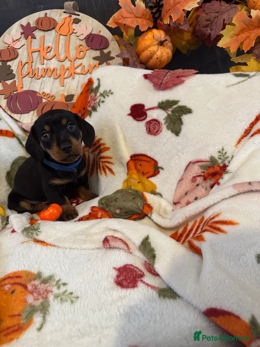 Dachshund dogs for sale: Miniature Dachshundd - Advert 2
