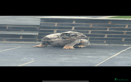 English Bulldog dogs for sale: Grey Merle male english bulldog puppy - Image 1