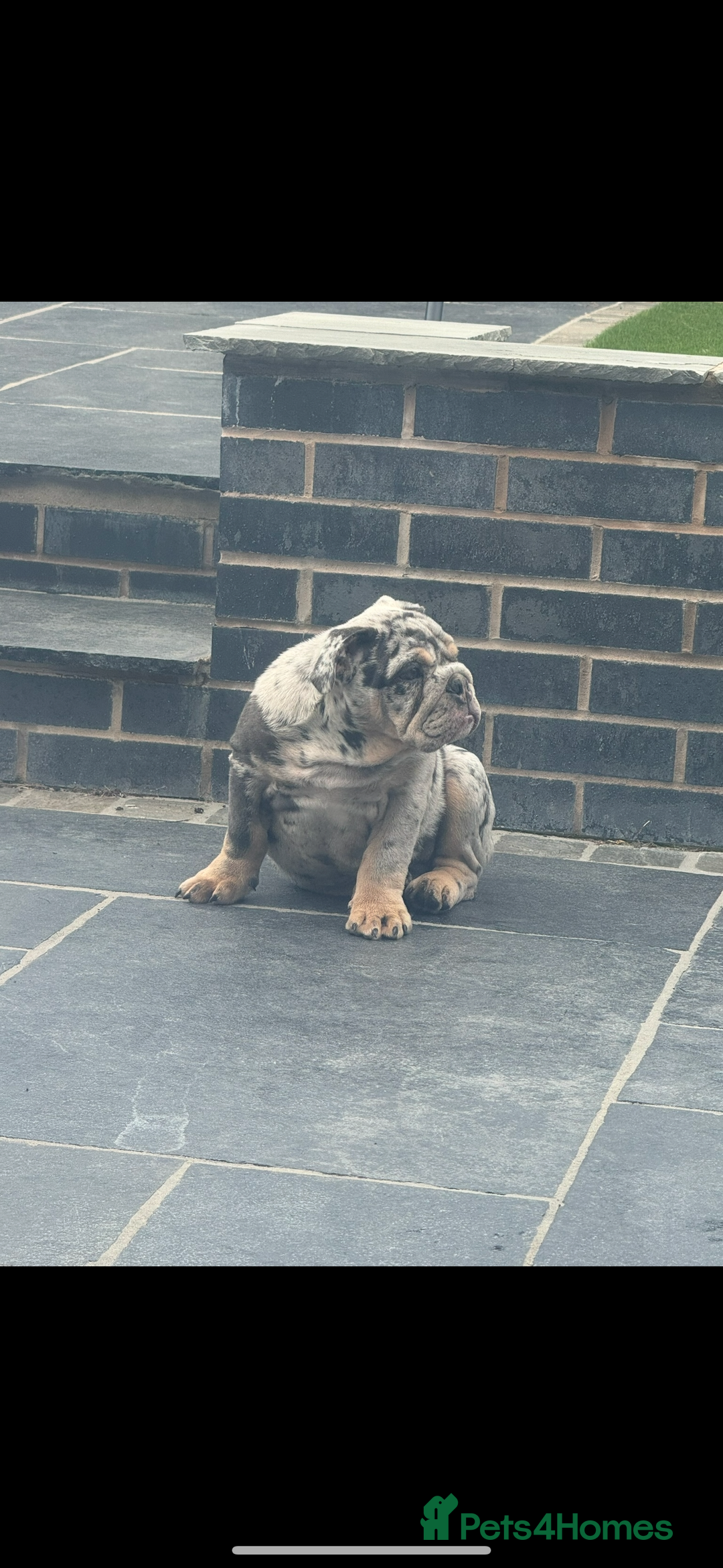 English Bulldog dogs for sale: Grey Merle male english bulldog puppy - Image 1