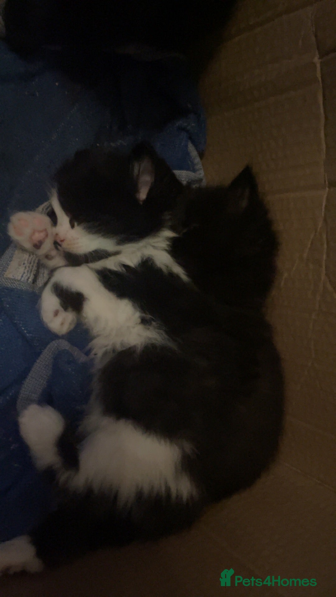 Mixed Breed cats 5 kittens 8 weeks old - Advert 7