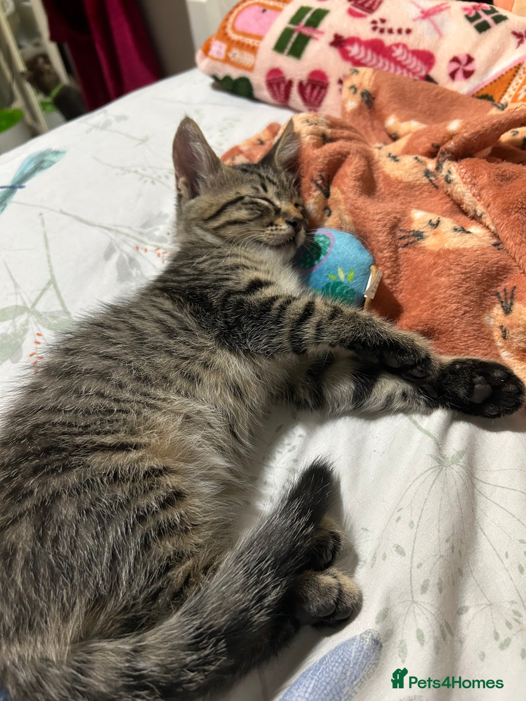 Domestic Shorthair cats for sale: Kittens - Image 11