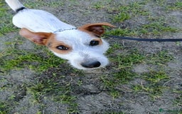Jack Russell dogs for sale: 1-year old Jack Russell dogs for sale - Image 5