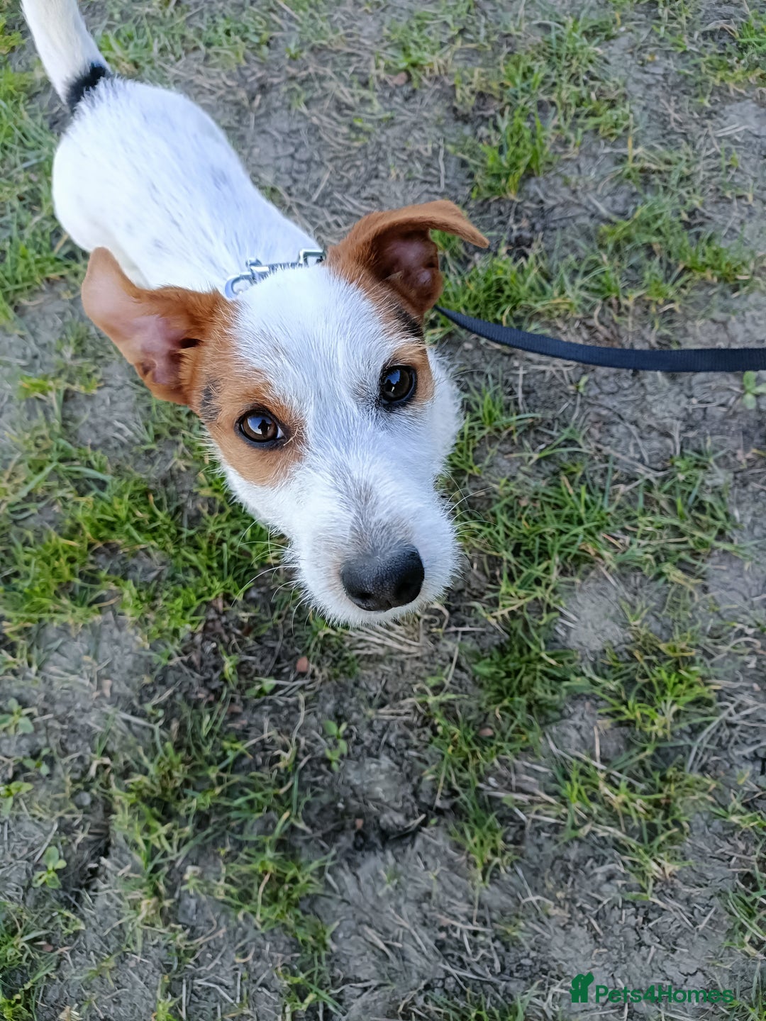 Jack Russell dogs for sale: 1-year old Jack Russell dogs for sale - Image 5