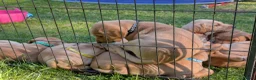 Labrador Retriever dogs for sale: Golden Yellow Lab pups in York - Advert 10