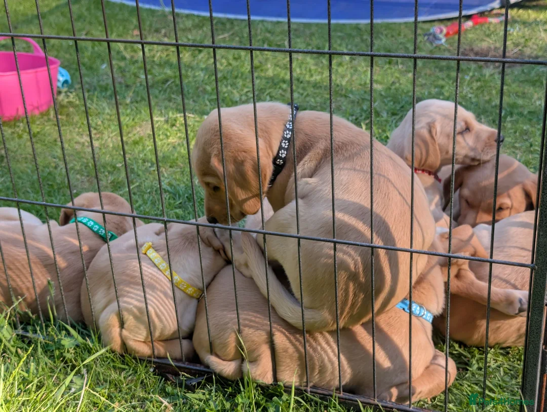 Labrador Retriever dogs for sale: Golden Yellow Lab pups in York - Advert 10