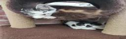 Domestic Shorthair cats for sale: 4 little kittens are looking for a family in Norwich - Advert 8