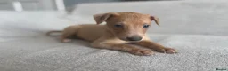 Whippet dogs for sale: 🐾 Beautiful Whippet Puppies – Boys & Girls - Advert 3