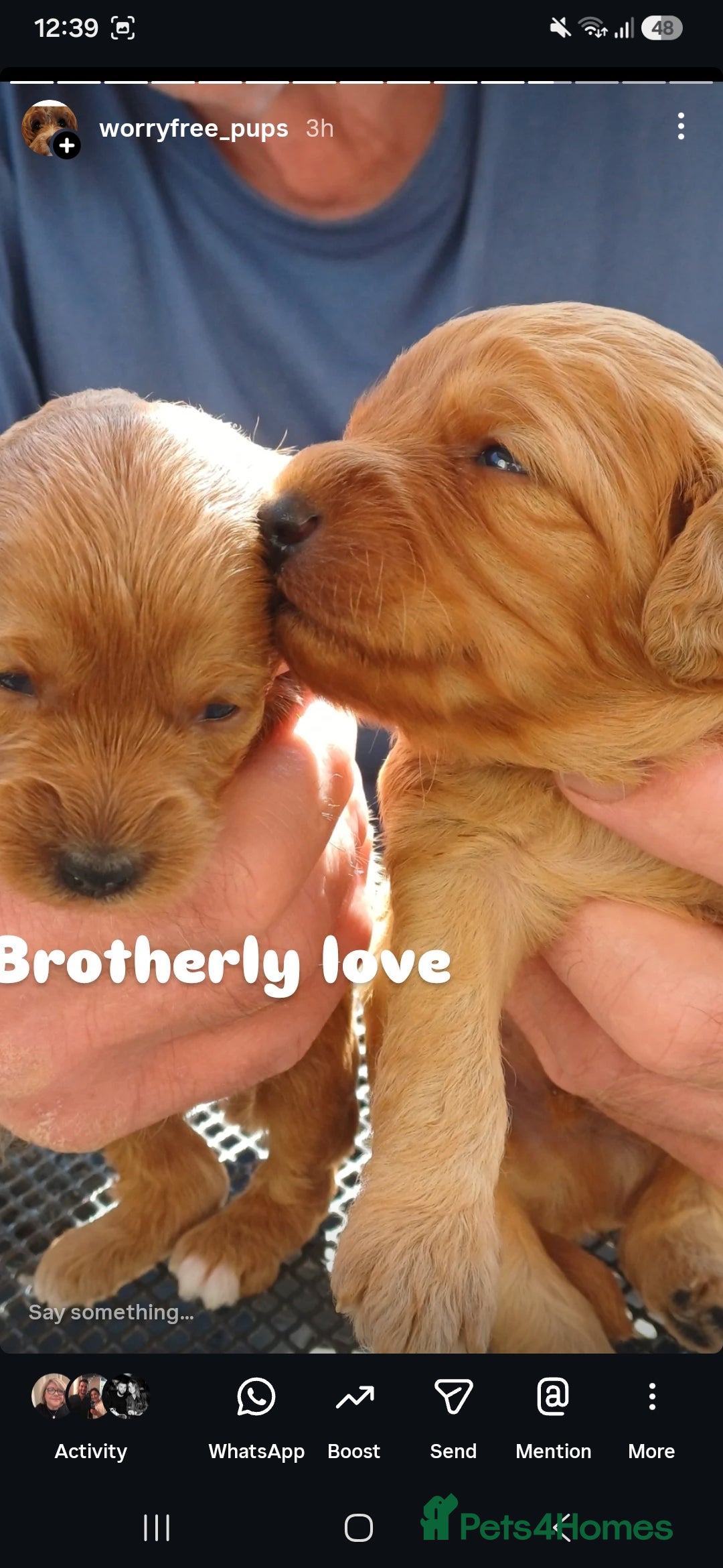 Cavapoo dogs Heslth-Tested Cavapoos-Raised with ENS & ESI   - Advert 2