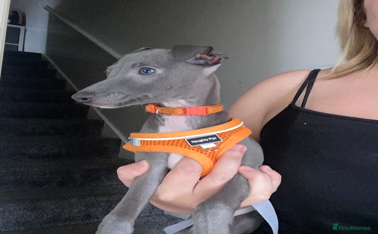 Italian Greyhound dogs - Advert 3