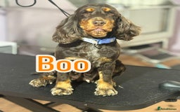 Cocker Spaniel dogs for sale: KC reg show cocker spaniels  - Image 2